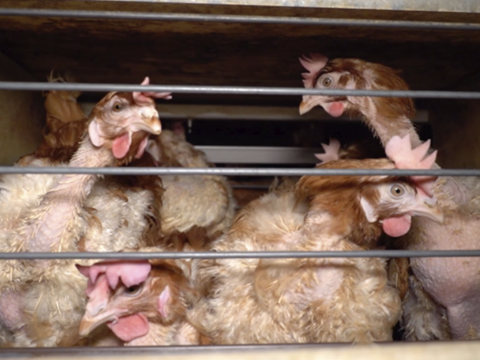 Battery Cage Photo 3 - Animal Cruelty
